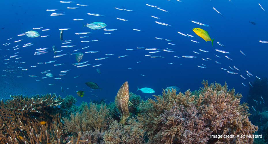 Close up of tropical fish