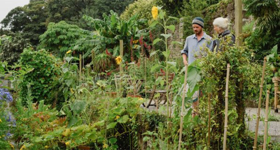 Two people standing in a lush, green garden filled with various plants and flowers. One person is wearing a blue shirt and beanie, while the other has white hair and is dressed in dark clothing. The garden features sunflowers, leafy vegetation, and a backdrop of dense trees and foliage, creating a serene and verdant environment.