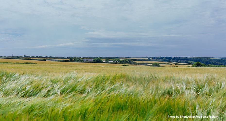 A field in Cornwall