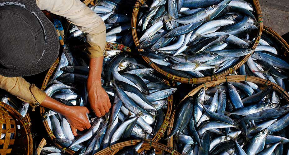 Fish in baskets