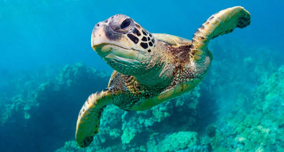 Close up of a turtle swimming