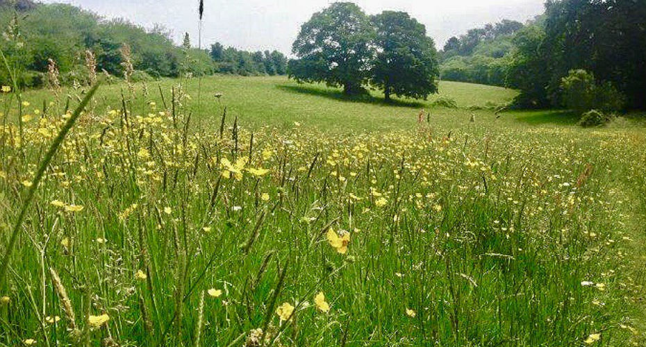 Lower Hoopern Valley in Exeter